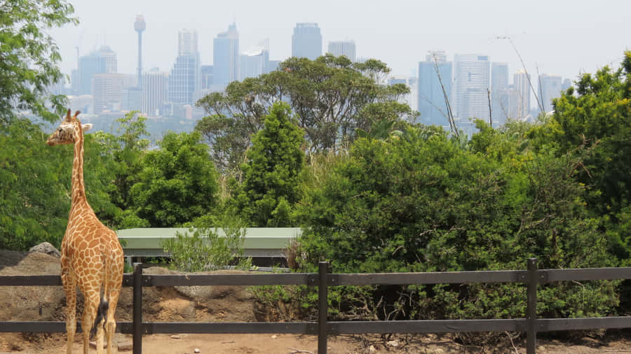 Giraffe Overlooking Sydney Skyline Wallpaper