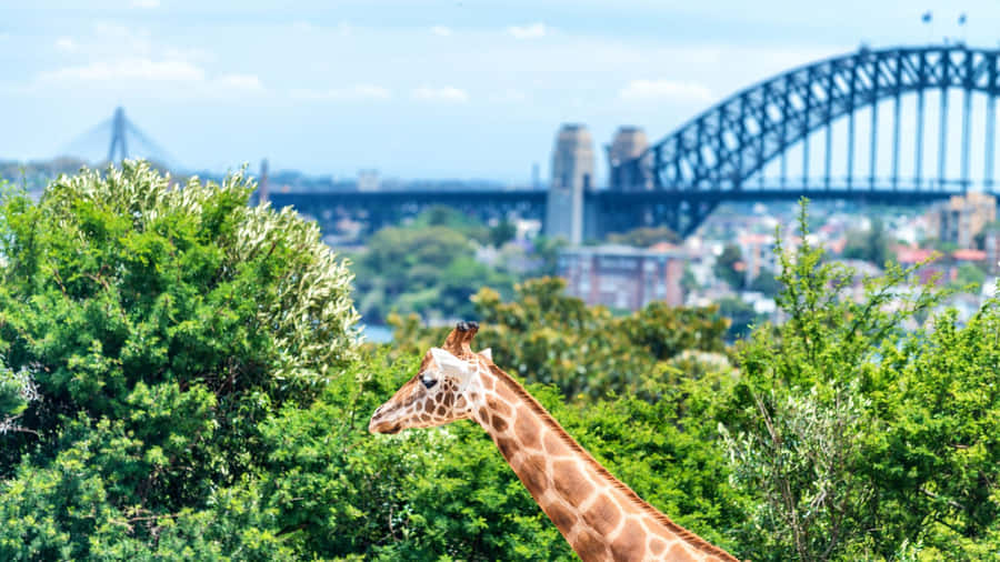 Giraffeand Sydney Harbour Bridge View Wallpaper