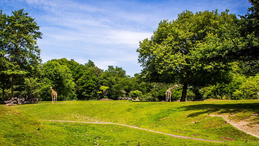 Giraffesin Sunny Woodland Park Zoo Habitat Wallpaper