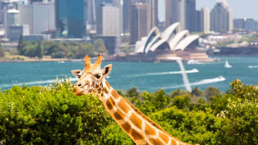 Giraffewith Sydney Opera House Background Wallpaper
