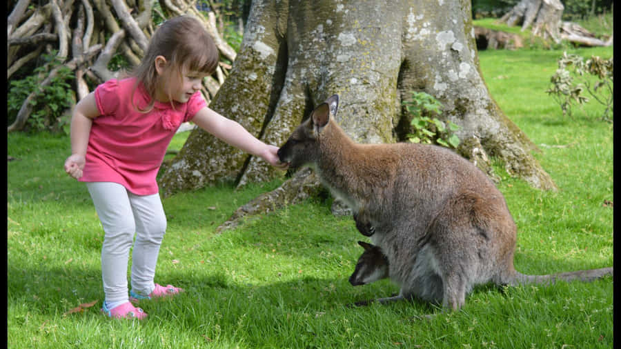 Girl Meets Wallaby Outdoors.jpg Wallpaper