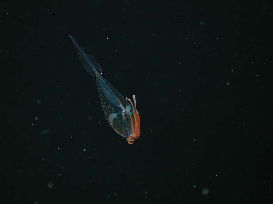 Glass Squid Deep Sea Translucent Wallpaper