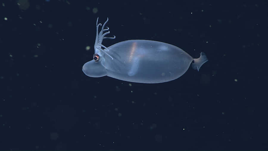 Glass Squid Deep Sea Translucent Wallpaper