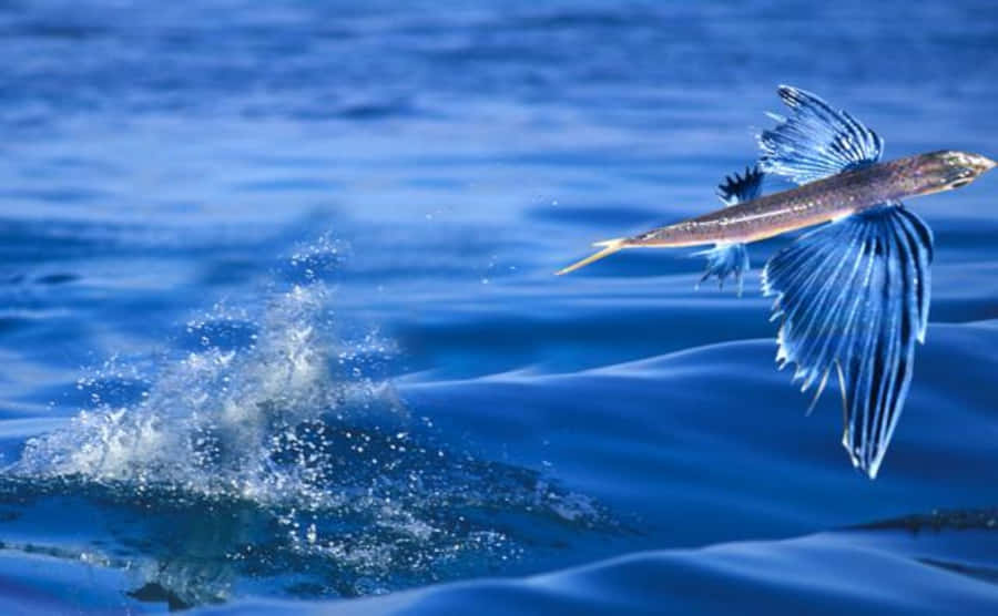 Glide_ Above_ Waves_ Flying_ Fish.jpg Wallpaper