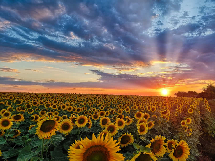 Glistening Waves Captured At Sunrise Wallpaper