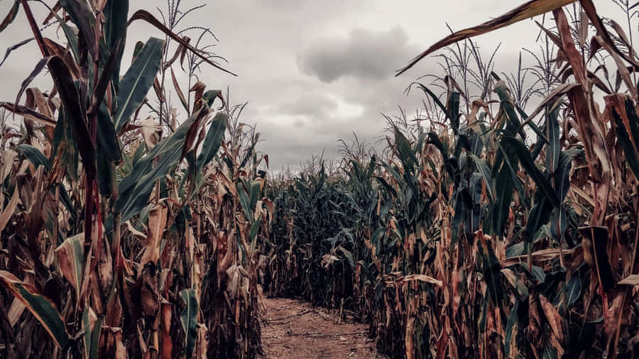 Gloomy Corn Maze Pathway.jpg Wallpaper