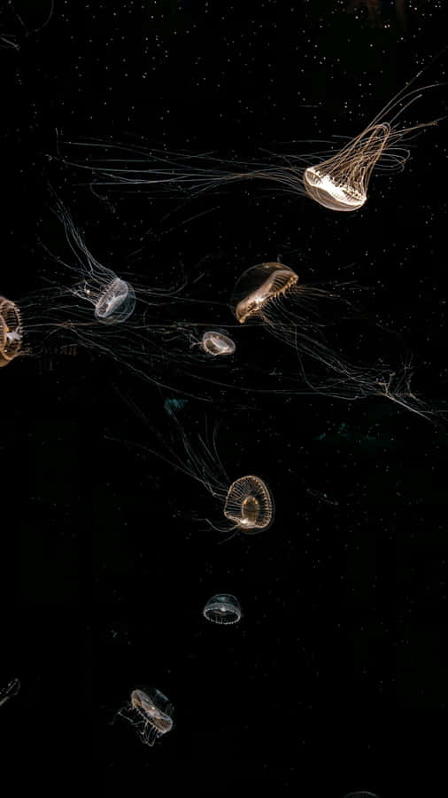 Glowing Jellyfish In Dark Water Wallpaper