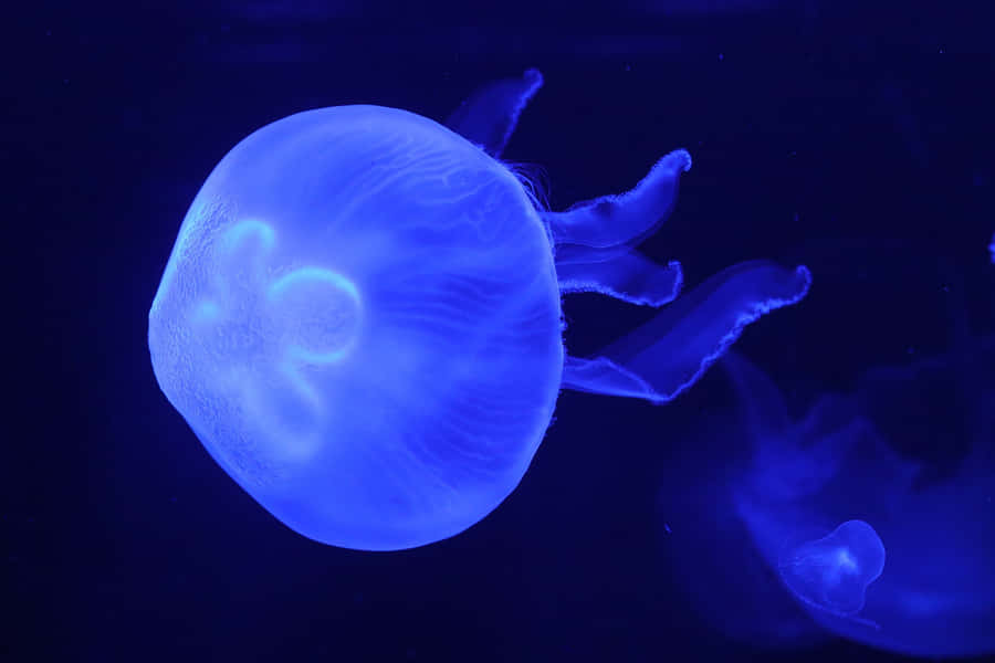Glowing Jellyfish Underwater Blue Wallpaper