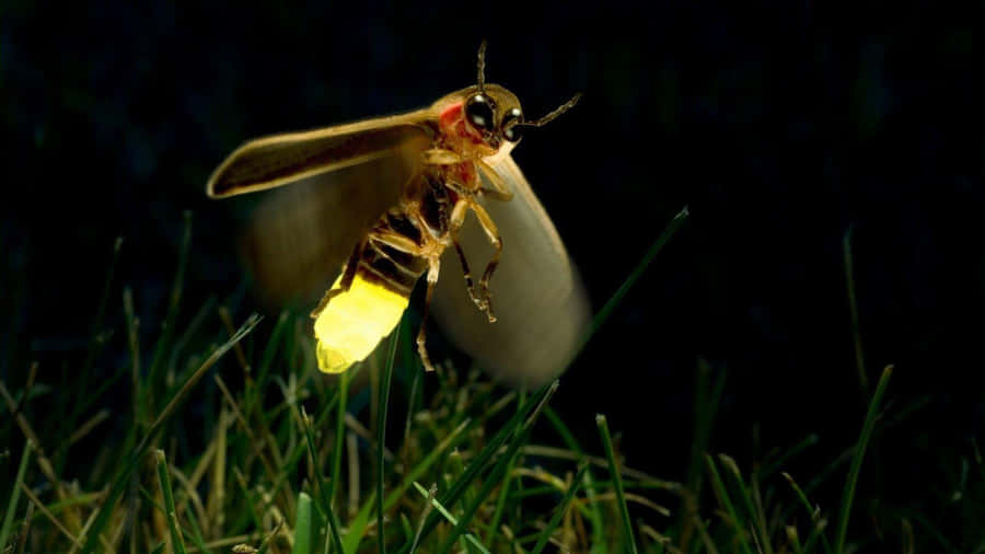 Glowing Lightning Bug Nighttime Wallpaper