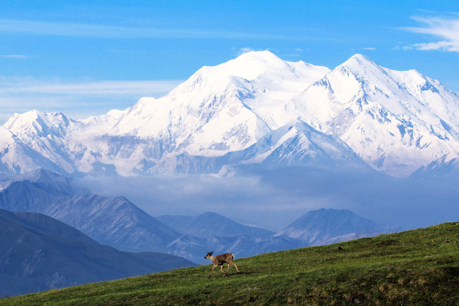 Goat With Denali Mountain Wallpaper