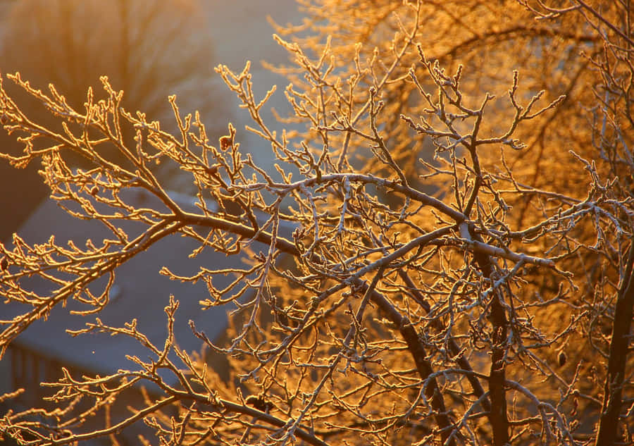 Golden Coastline Of Ocean City, Maryland Wallpaper