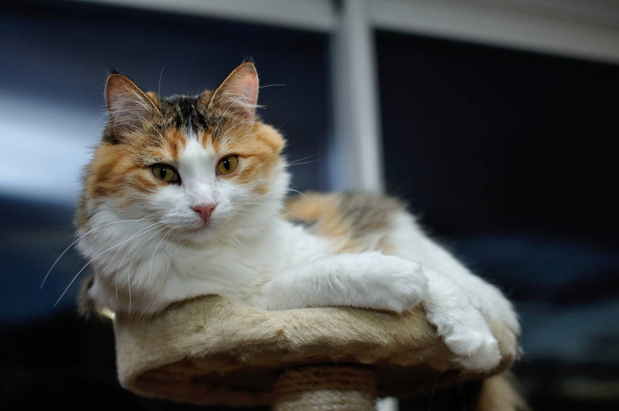 Golden Eyed Furry Cat Wallpaper