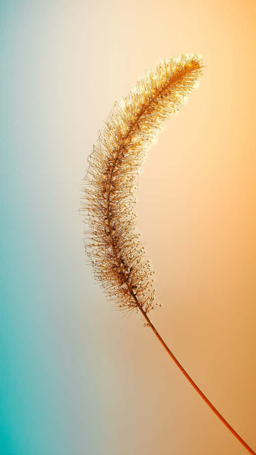 Golden Grass Silhouette Sunset Wallpaper