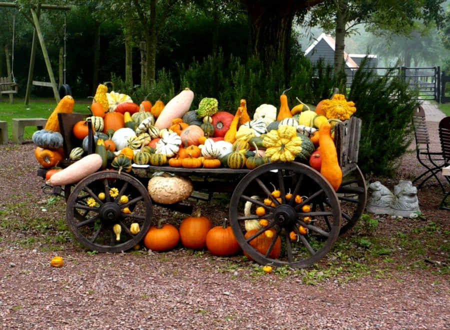 Golden Harvest Scene Wallpaper