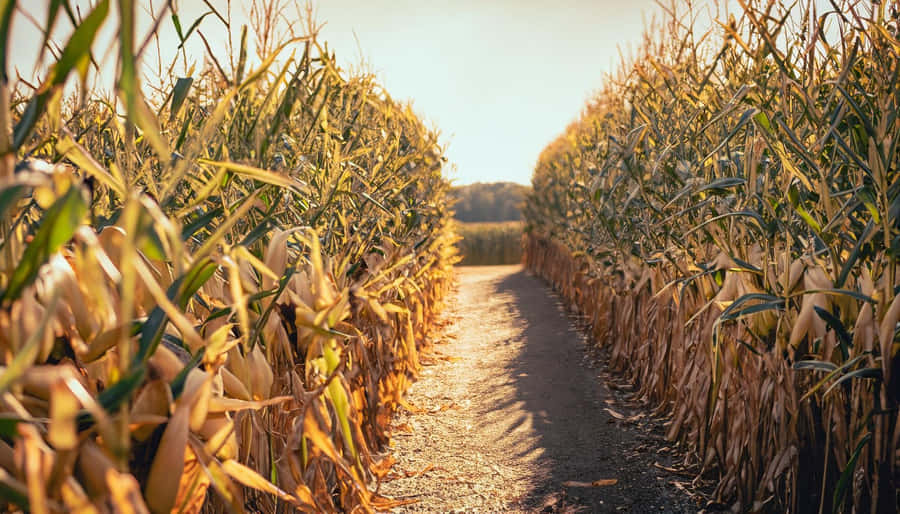Golden Hour Corn Maze Path Wallpaper