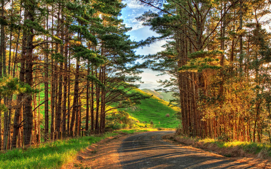 Golden Hour Forest Road.jpg Wallpaper