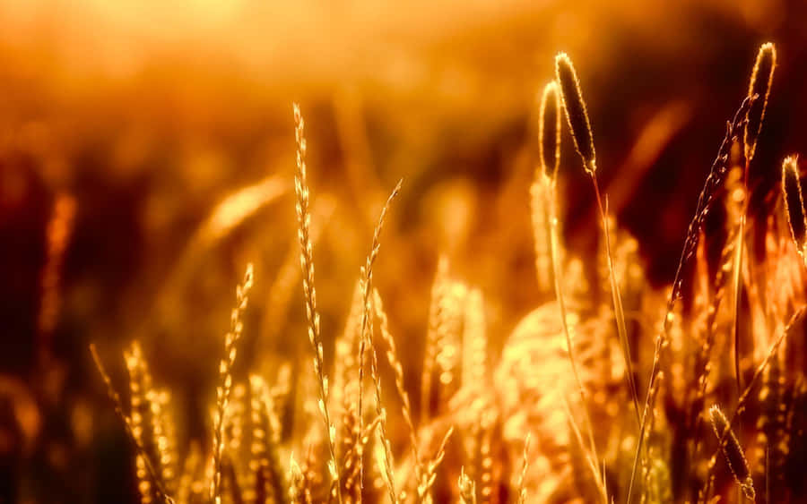 Golden Hour Grassland Glow Wallpaper