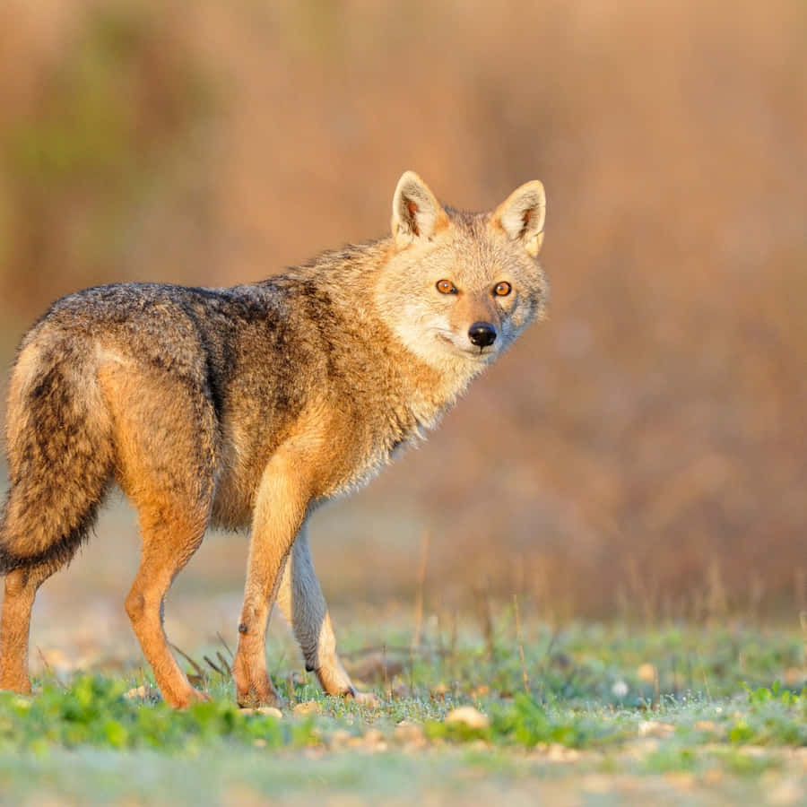 Golden Hour Jackal Wallpaper