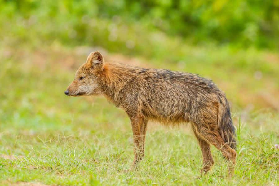 Golden Jackalin Grassland.jpg Wallpaper
