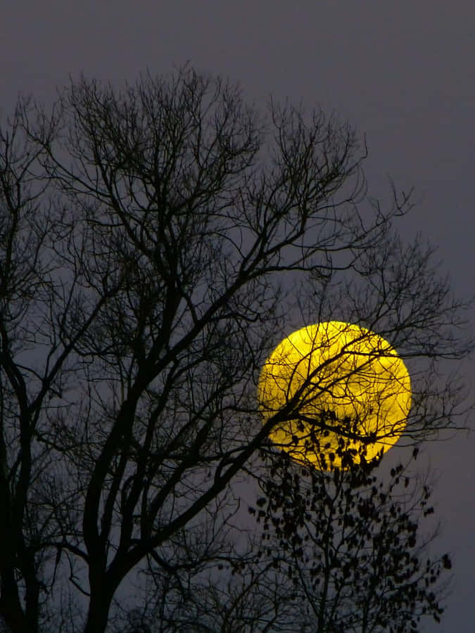 Golden_ Moonrise_ Through_ Trees Wallpaper