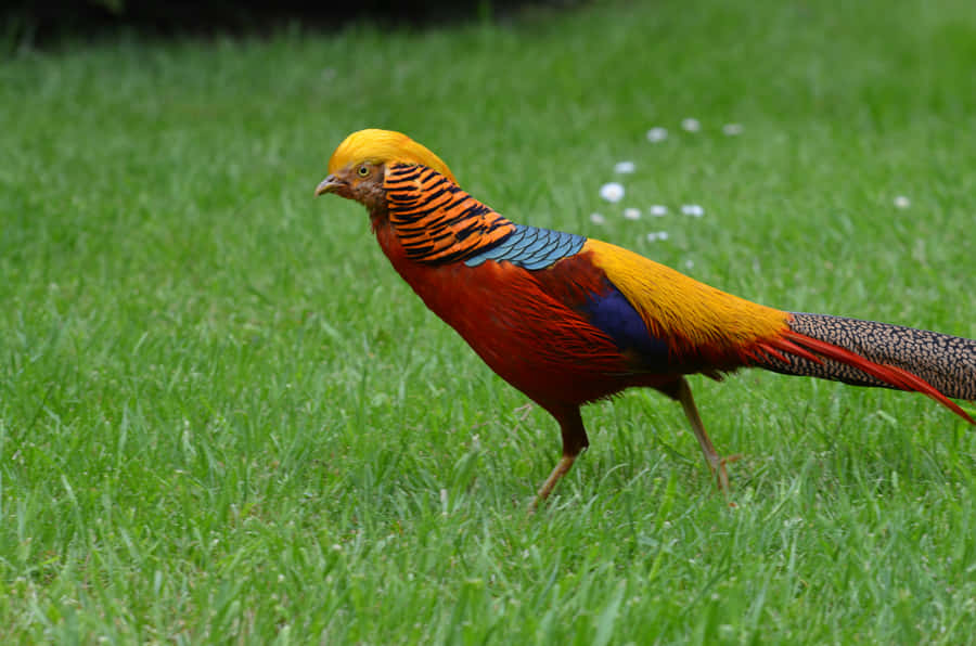 Golden Pheasant In Grass.jpg Wallpaper