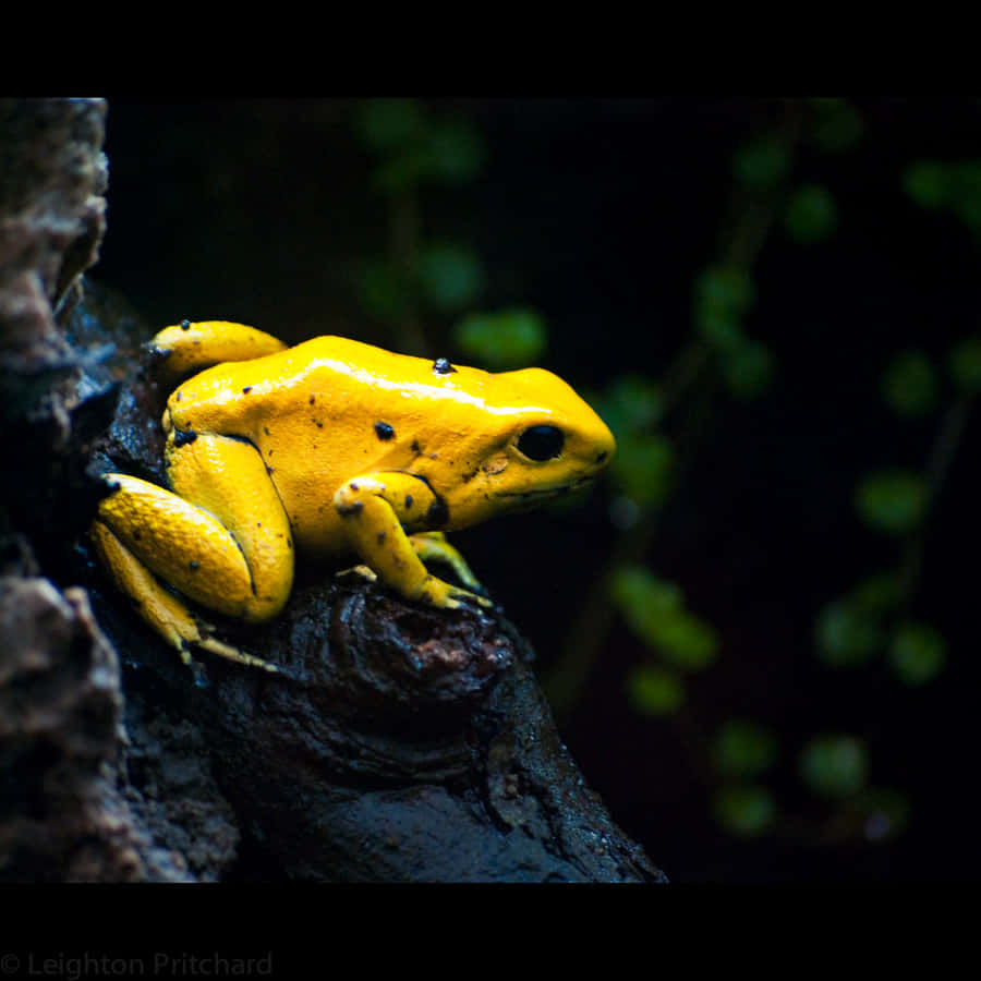 Golden Poison Frogin Habitat.jpg Wallpaper