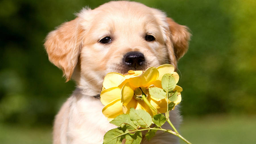 Golden Retriever Puppy Yellow Rose Wallpaper
