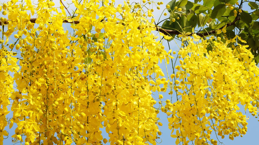 Golden Shower Tree Blooms Wallpaper
