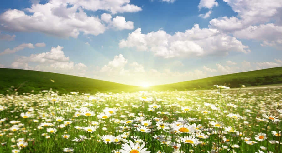 Golden Spring Sunshine Over Blooming Flowers Wallpaper