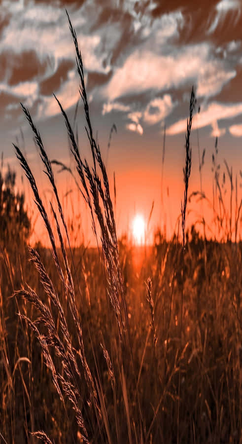 Golden Sunset Over Country Fields Wallpaper