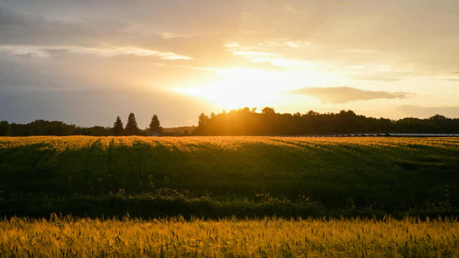 Golden Sunset Over Farmland Wallpaper