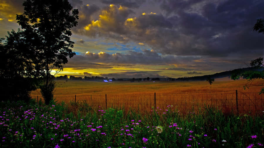 Golden Sunset Over Wildflower Field Wallpaper