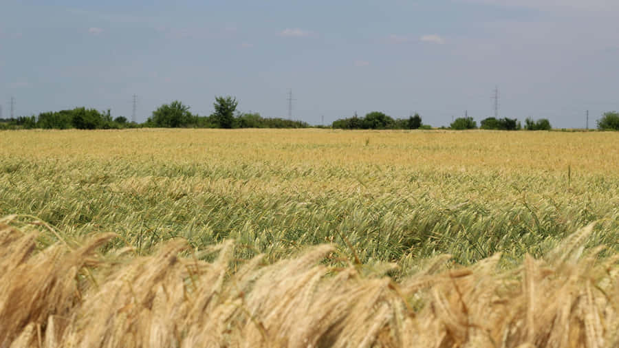Golden Wheat Field Farmland Wallpaper
