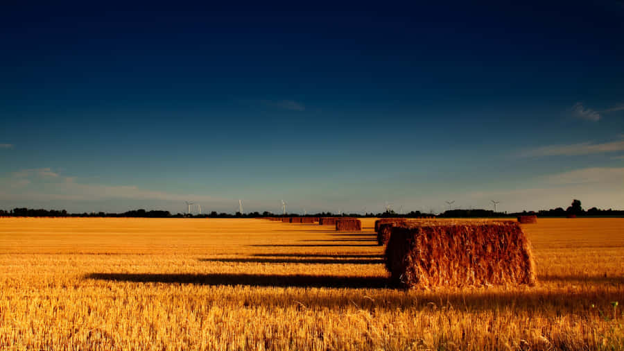 Golden Wheat Field Harvest Wallpaper