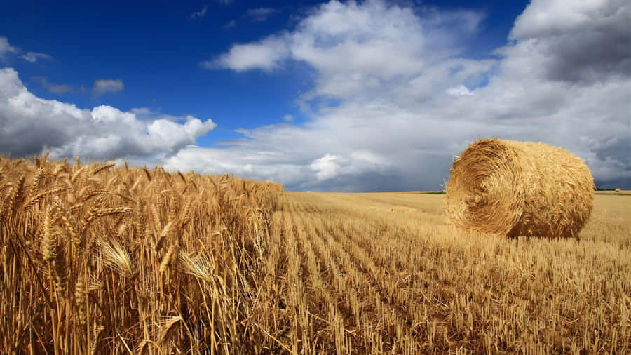 Golden Wheat Field Harvest Wallpaper
