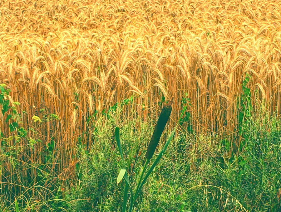 Golden Wheat Field Ready For Harvest Wallpaper