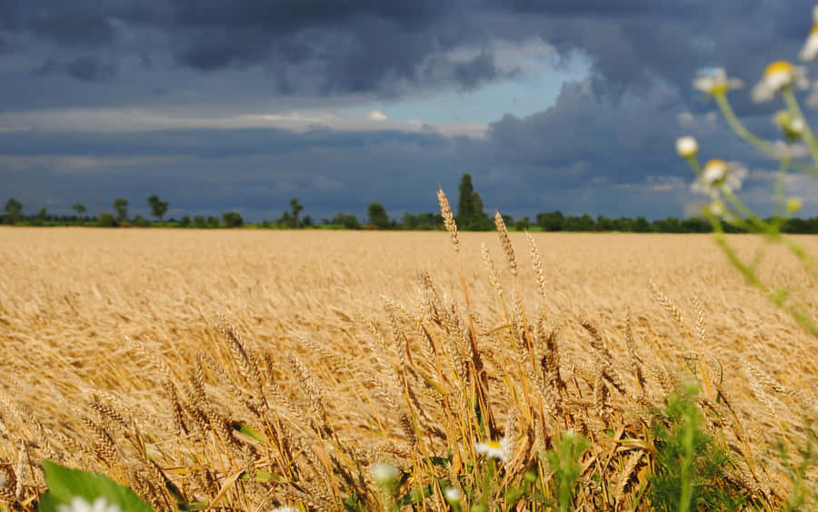 Golden Wheat Field Stormy Sky Wallpaper
