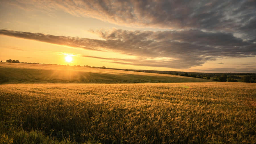 Golden Wheat Field Sunrise Wallpaper