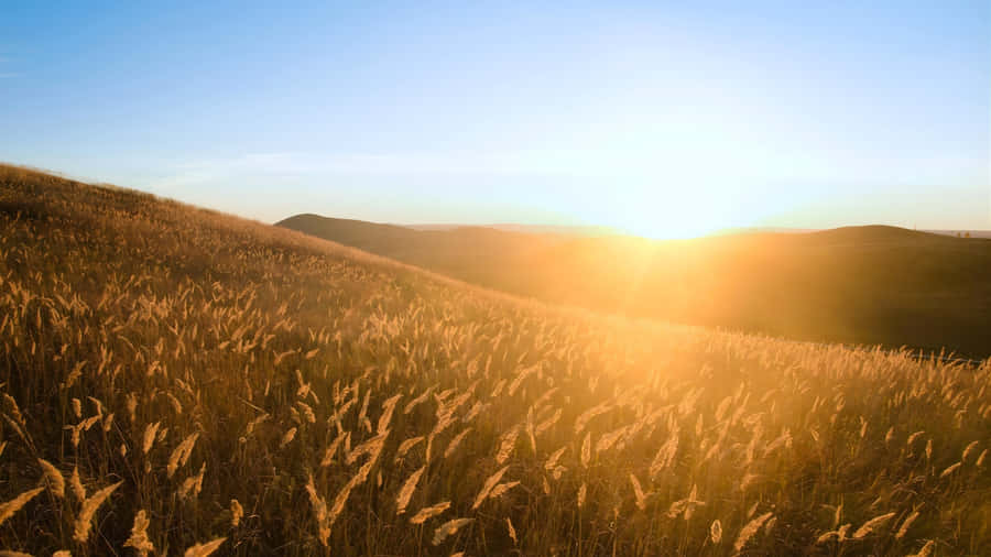 Golden Wheat Field Sunset Wallpaper