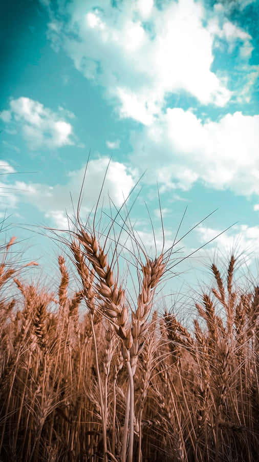 Golden Wheat Field Under Blue Sky Wallpaper