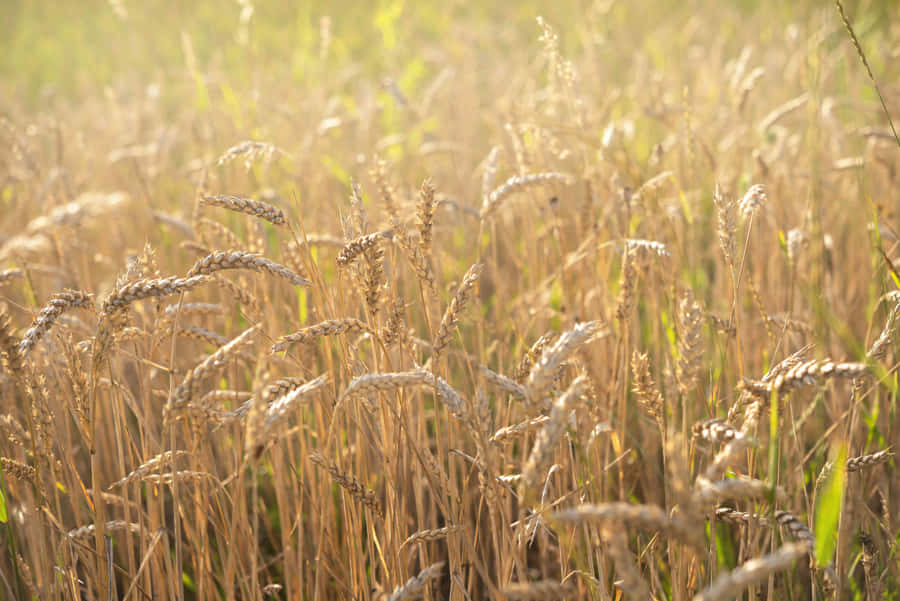 Golden Wheat Fields During Harvest Wallpaper