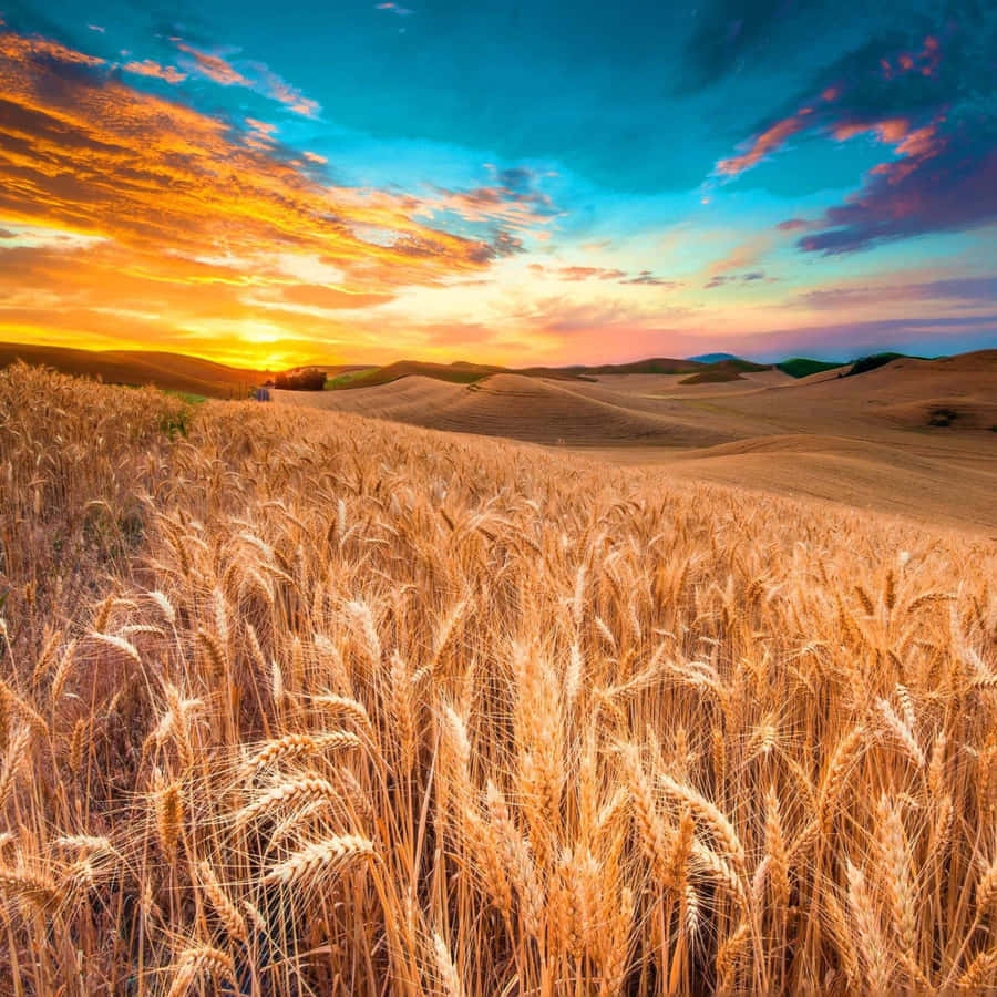 Golden Wheat Harvest Field Wallpaper