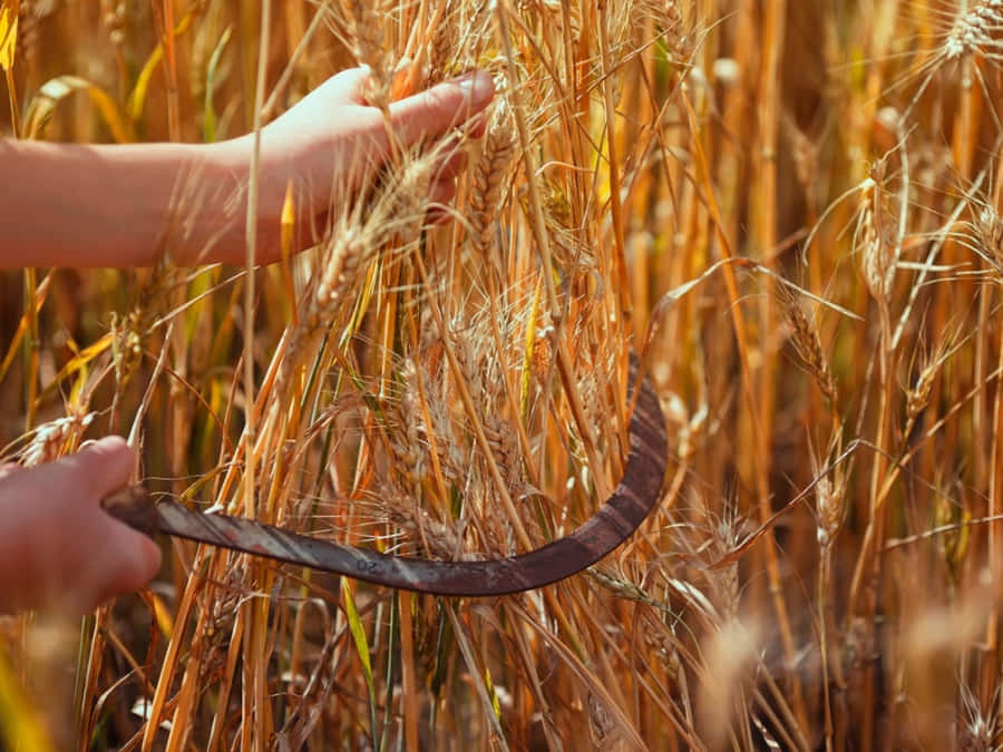 Golden Wheat Harvest In A Beautiful Landscape Wallpaper