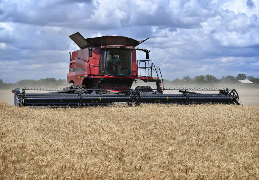 Golden Wheat Harvest In The Field Wallpaper
