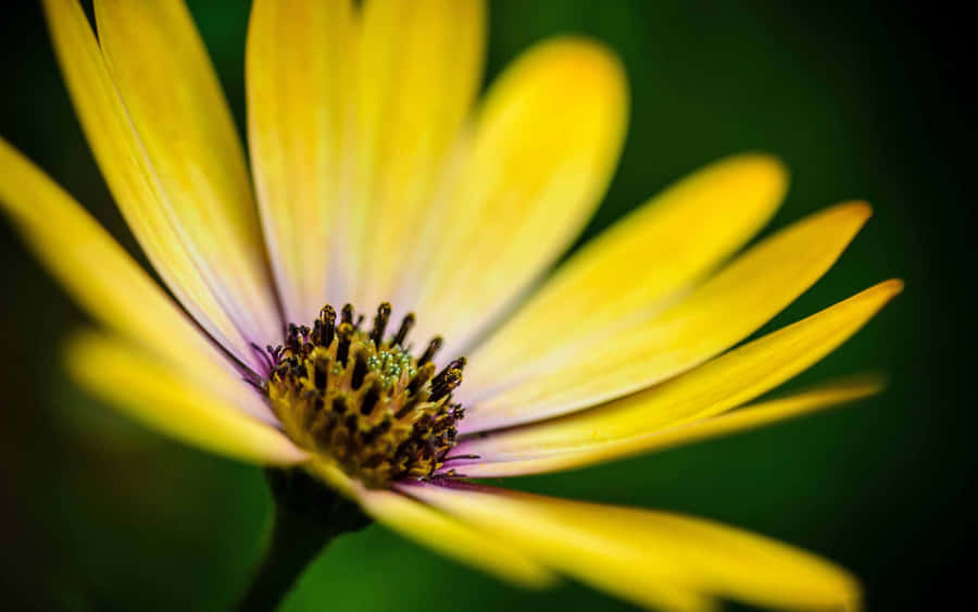 Golden Yellow Daisy In Full Bloom Wallpaper