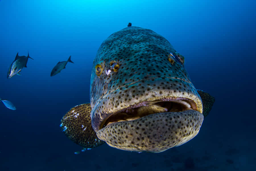 Goliath Grouper Up Close Wallpaper