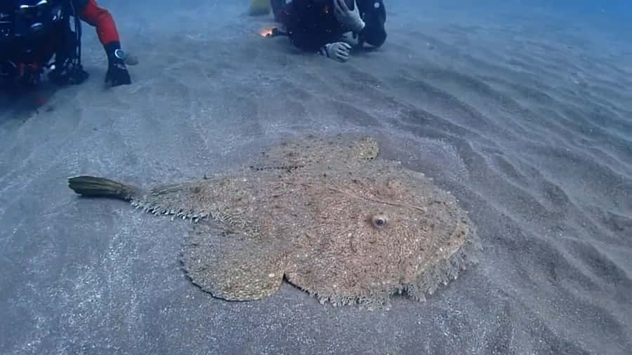 Goosefish Camouflagedon Ocean Floor Wallpaper