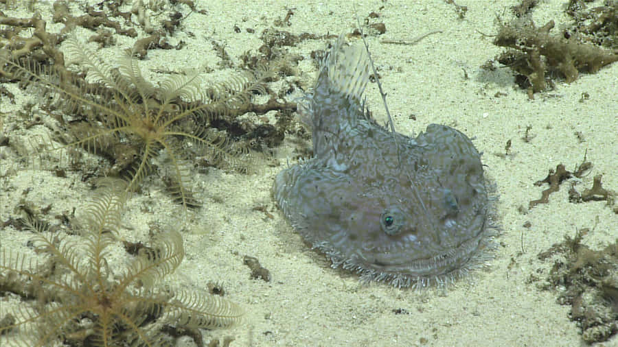 Goosefish Camouflagedon Seabed.jpg Wallpaper