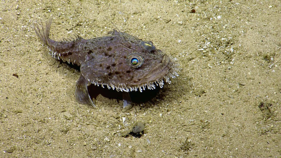 Goosefish Lyingin Waiton Seabed.jpg Wallpaper