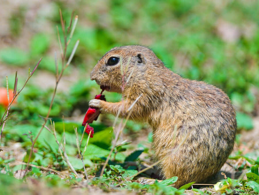 Gopher Eating Red Flower.jpg Wallpaper